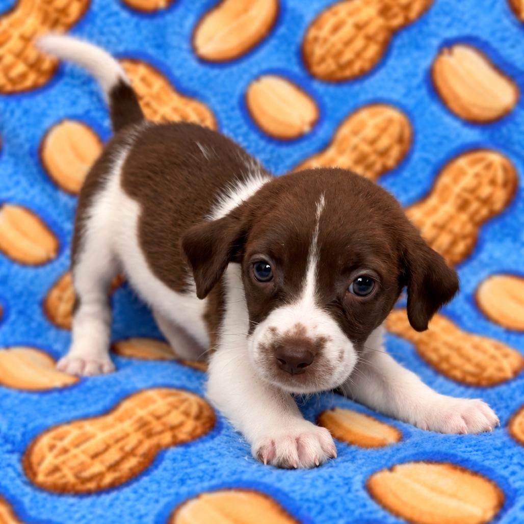 Peanut, Adoptable, Puppy Female German Wirehaired Pointer & English Springer Spaniel.