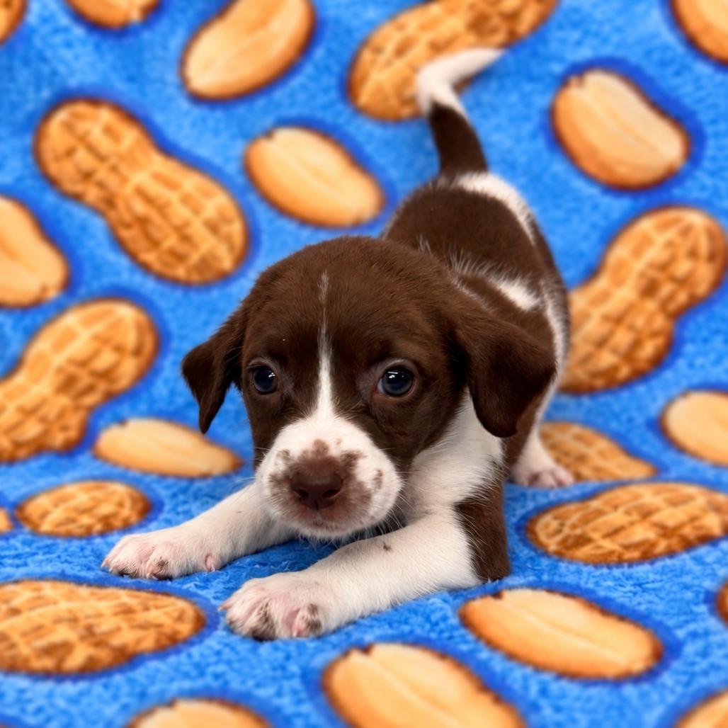 Enlarge Peanut, a Adoptable mixed breed in St. Peters, MO image 2/4