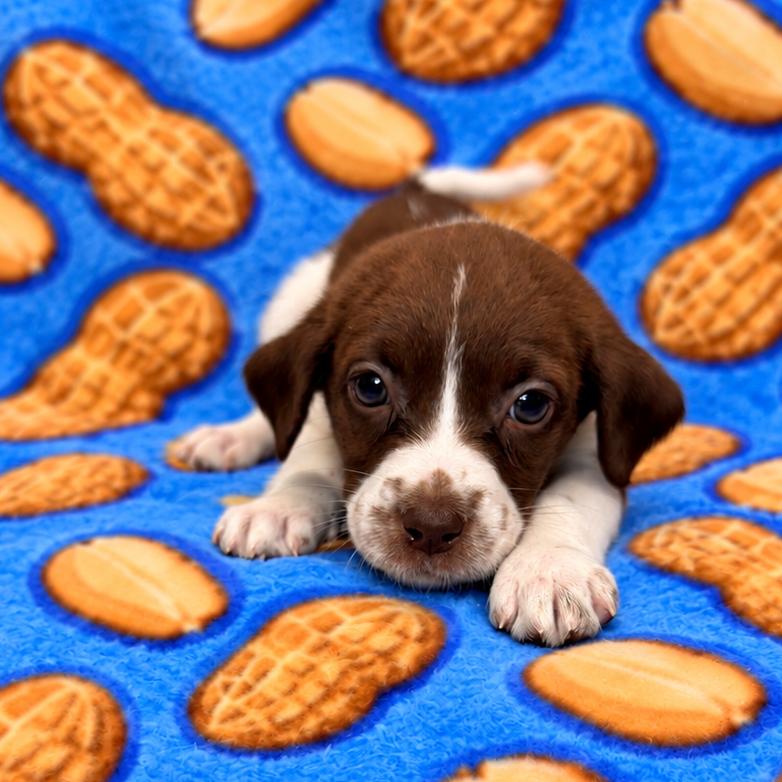 Enlarge Peanut, a Adoptable mixed breed in St. Peters, MO image 4/4