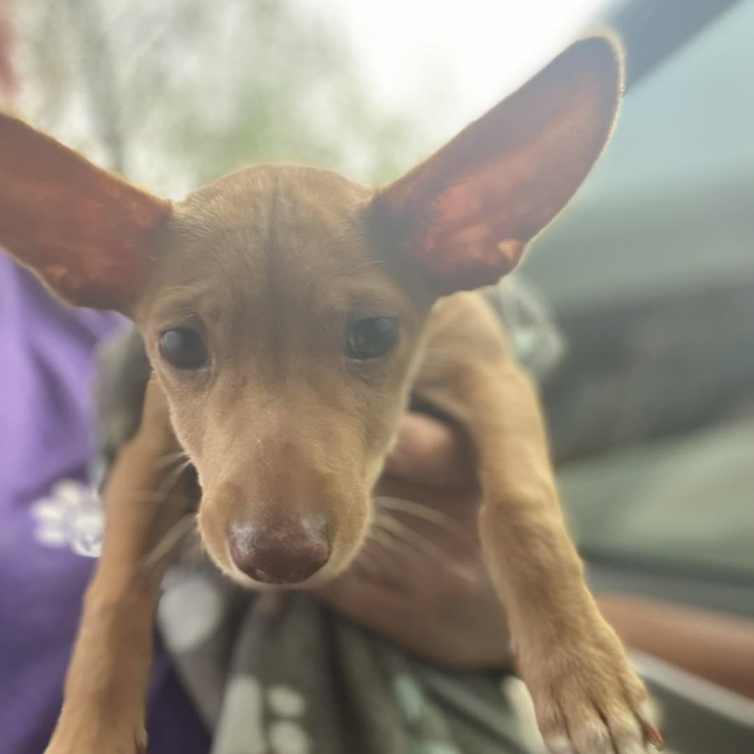 Enlarge Benjamin, a Adopted mixed breed in Houston, TX image 1/3