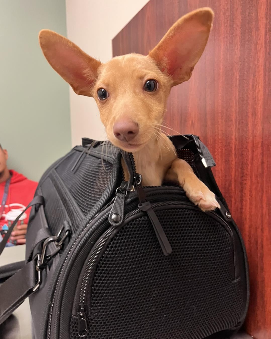 Enlarge Benjamin, a Adopted mixed breed in Houston, TX image 2/3