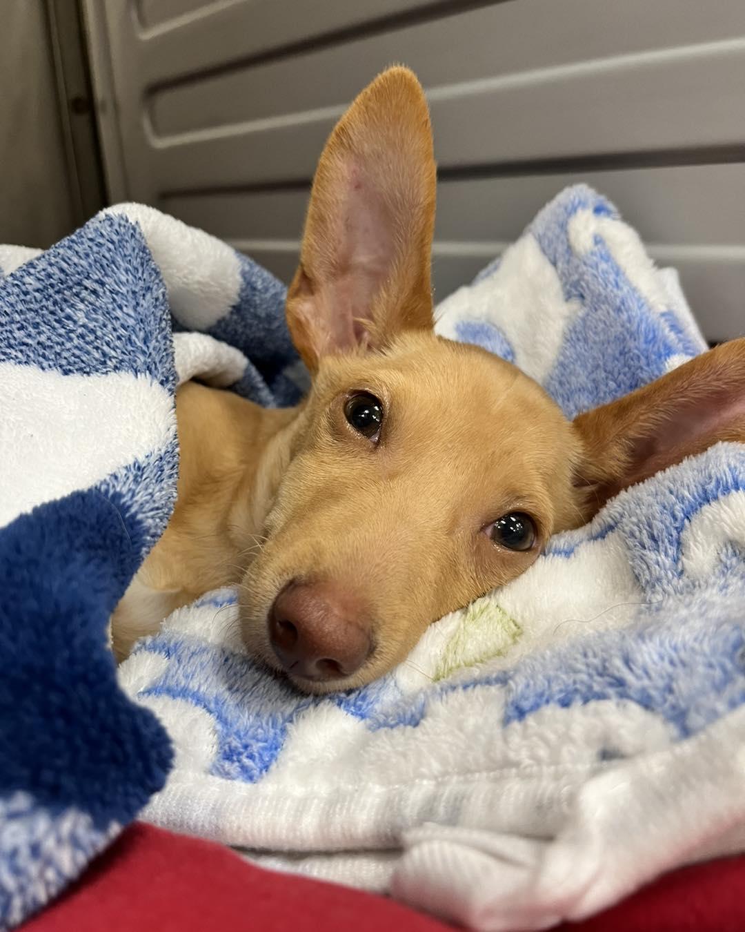 Enlarge Benjamin, a Adopted mixed breed in Houston, TX image 3/3