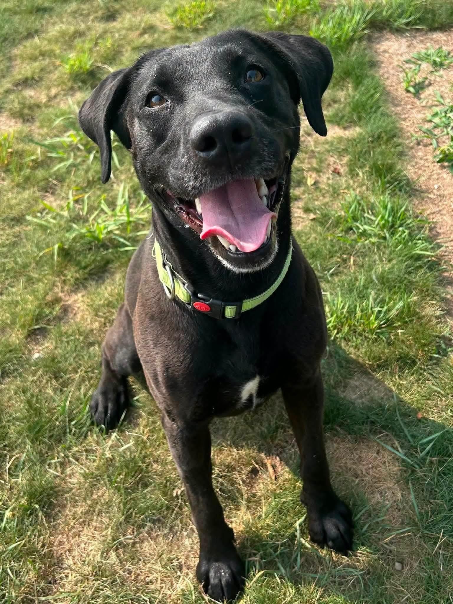 Ace, a ADOPTABLE mixed breed in Shelby, MI image 4/4