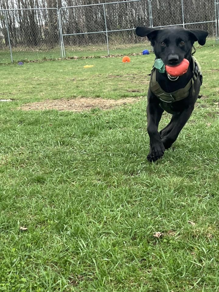 Enlarge Ace, a ADOPTABLE mixed breed in Shelby, MI image 2/2