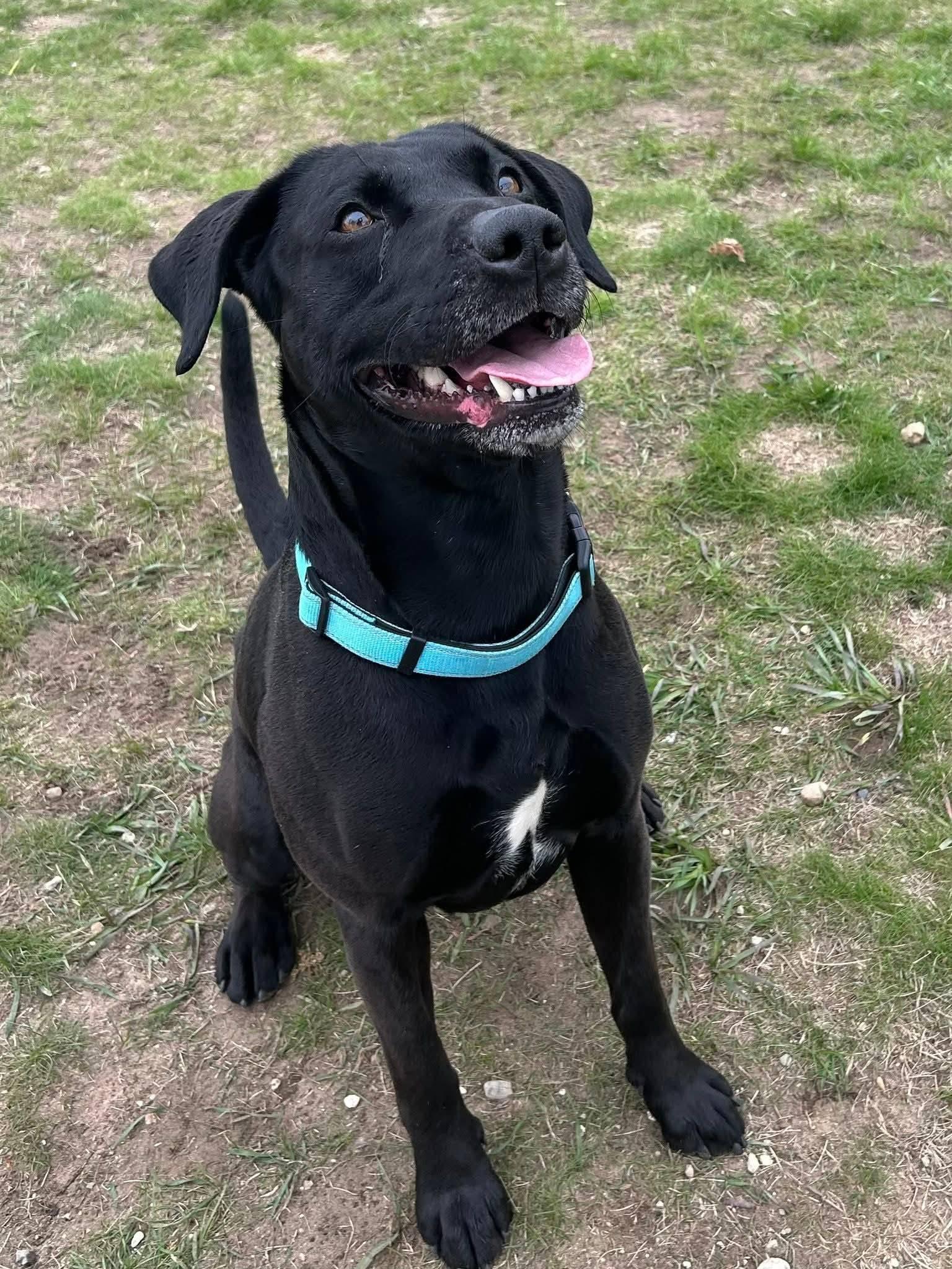 Ace, ADOPTABLE, Adult Male Black Labrador Retriever & Pit Bull Terrier.