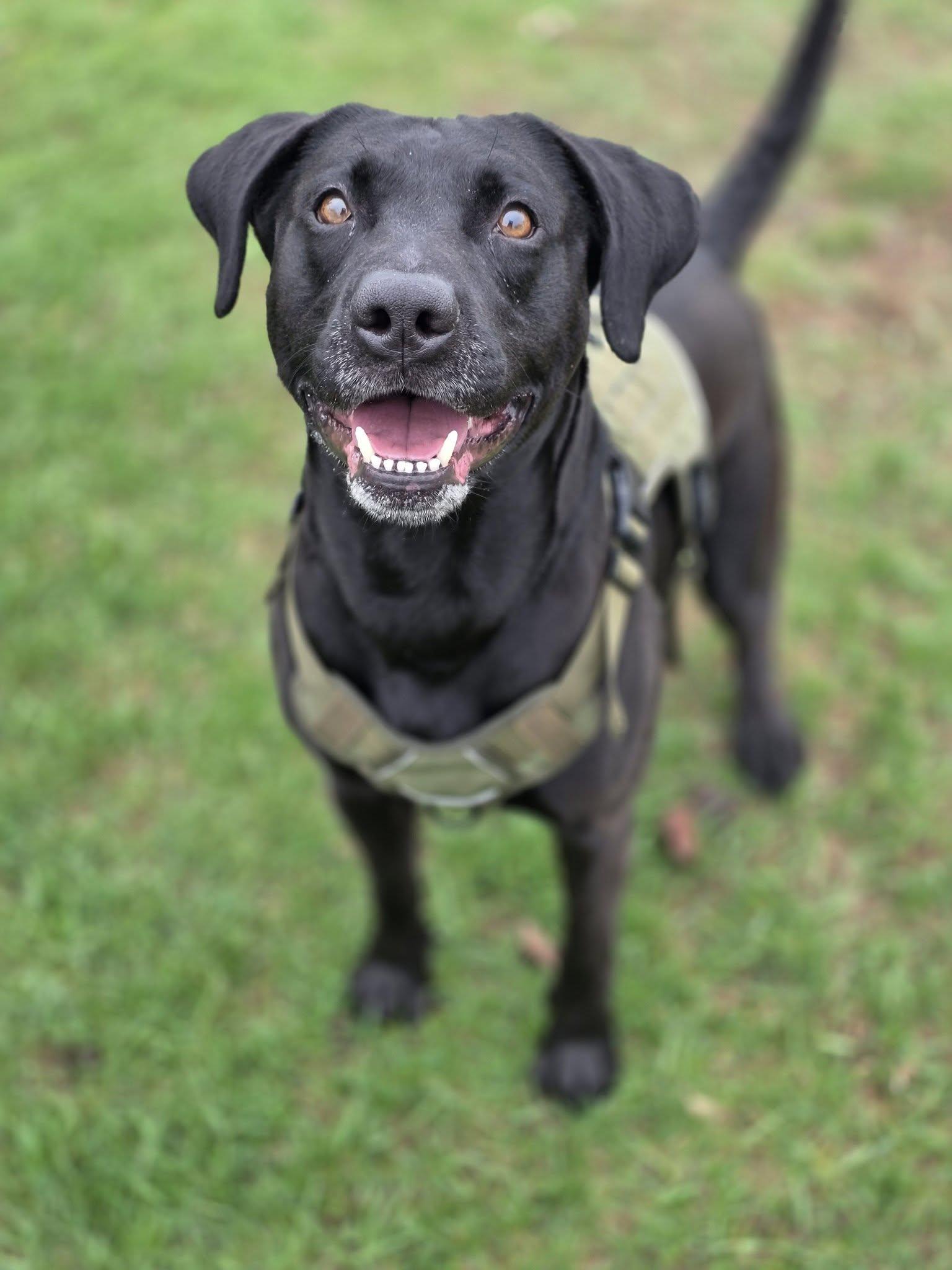 Enlarge Ace, a ADOPTABLE mixed breed in Shelby, MI image 1/2