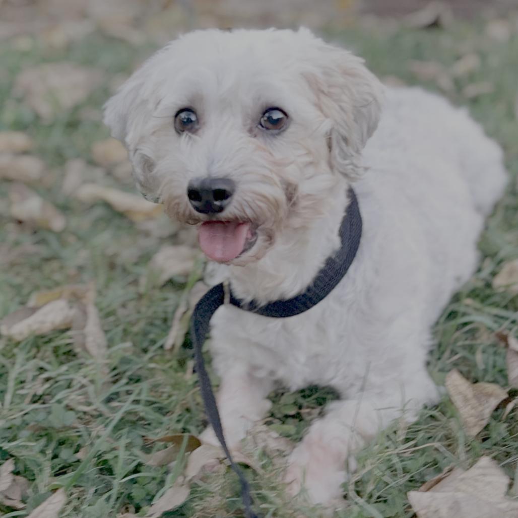 Jovie, Adoptable, Adult Female Havanese.