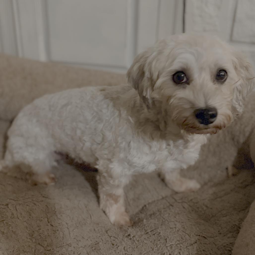 Enlarge Jovie, a Adoptable Havanese in Cincinnati, OH image 2/3
