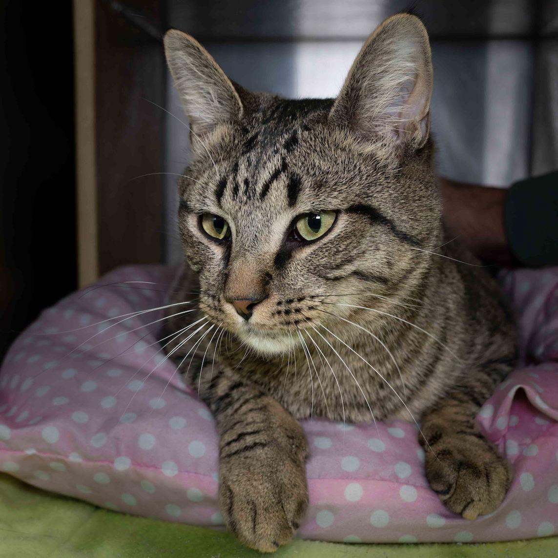 Enlarge Covver, a Adoptable Domestic Short Hair in Wilmington, NC image 1/1