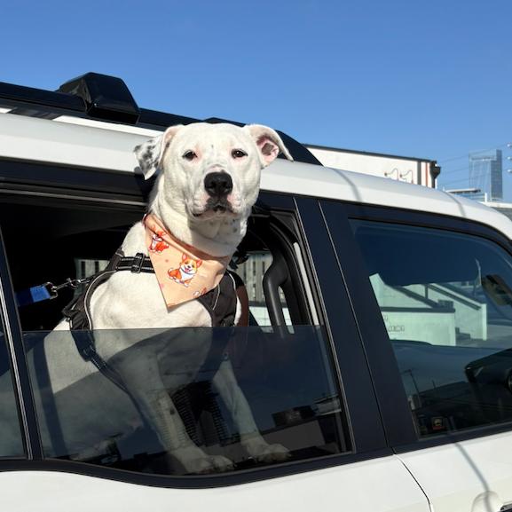 Marina, Adoptable, Adult Female Pit Bull Terrier & Australian Cattle Dog / Blue Heeler.