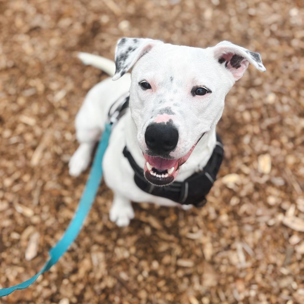 Marina, a Adoptable mixed breed in Nashville, TN image 1/6