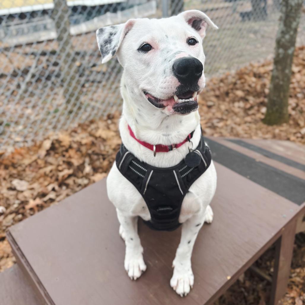 Marina, a Adoptable mixed breed in Nashville, TN image 2/6