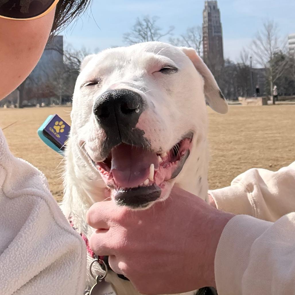 Marina, a Adoptable mixed breed in Nashville, TN image 5/6