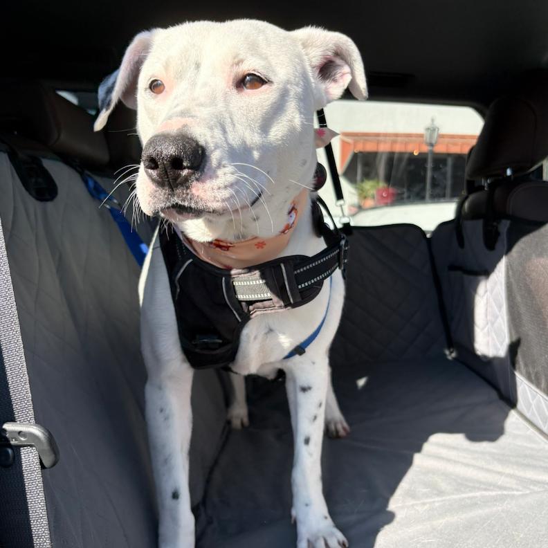 Marina, a Adoptable mixed breed in Nashville, TN image 6/6