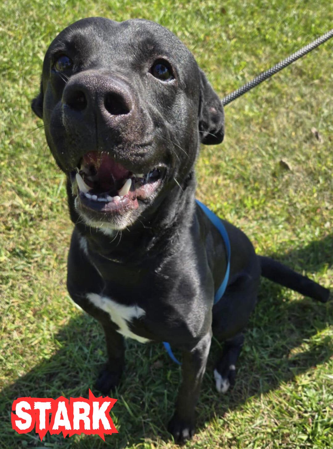 Enlarge Stark, a Adoptable mixed breed in Valparaiso, IN image 4/5