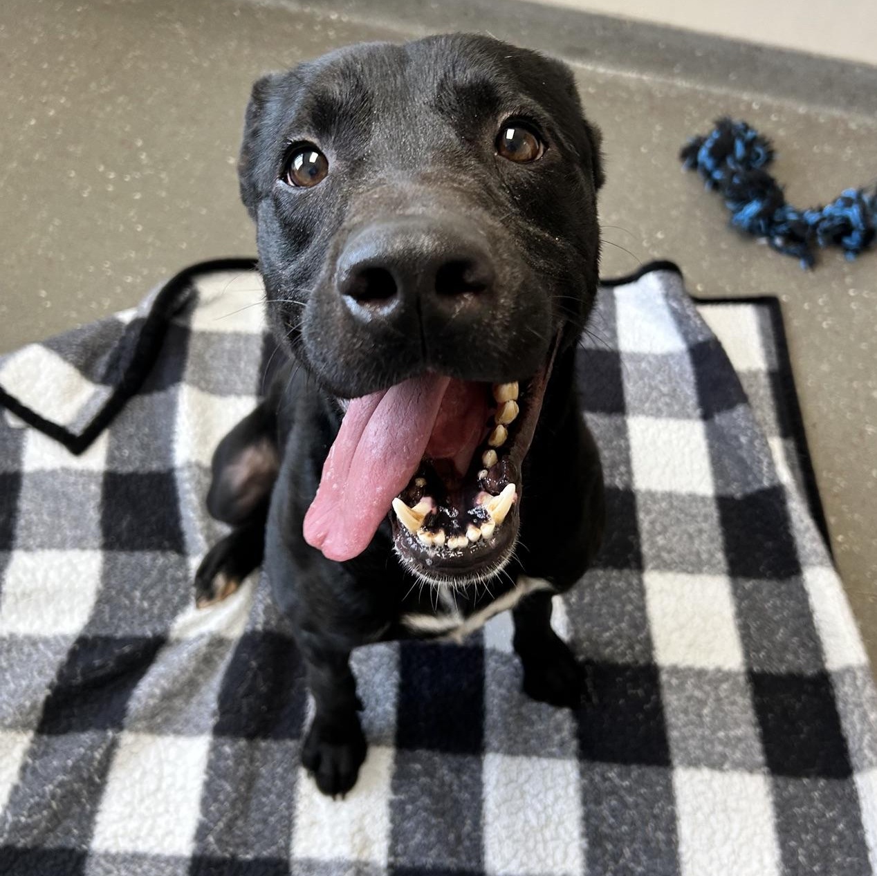 Enlarge Stark, a Adoptable mixed breed in Valparaiso, IN image 2/5