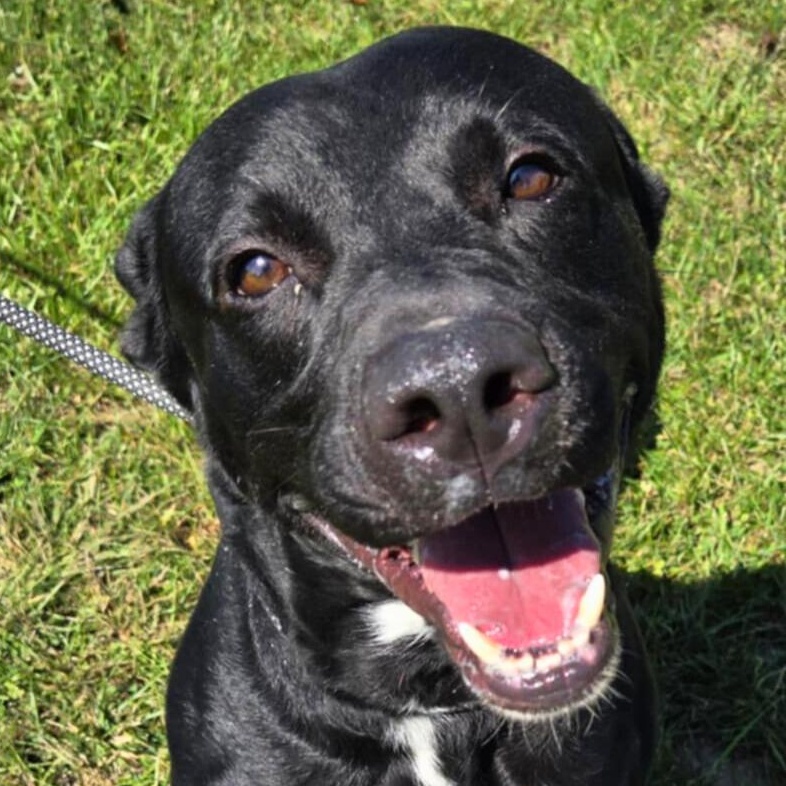 Enlarge Stark, a Adoptable mixed breed in Valparaiso, IN image 3/5