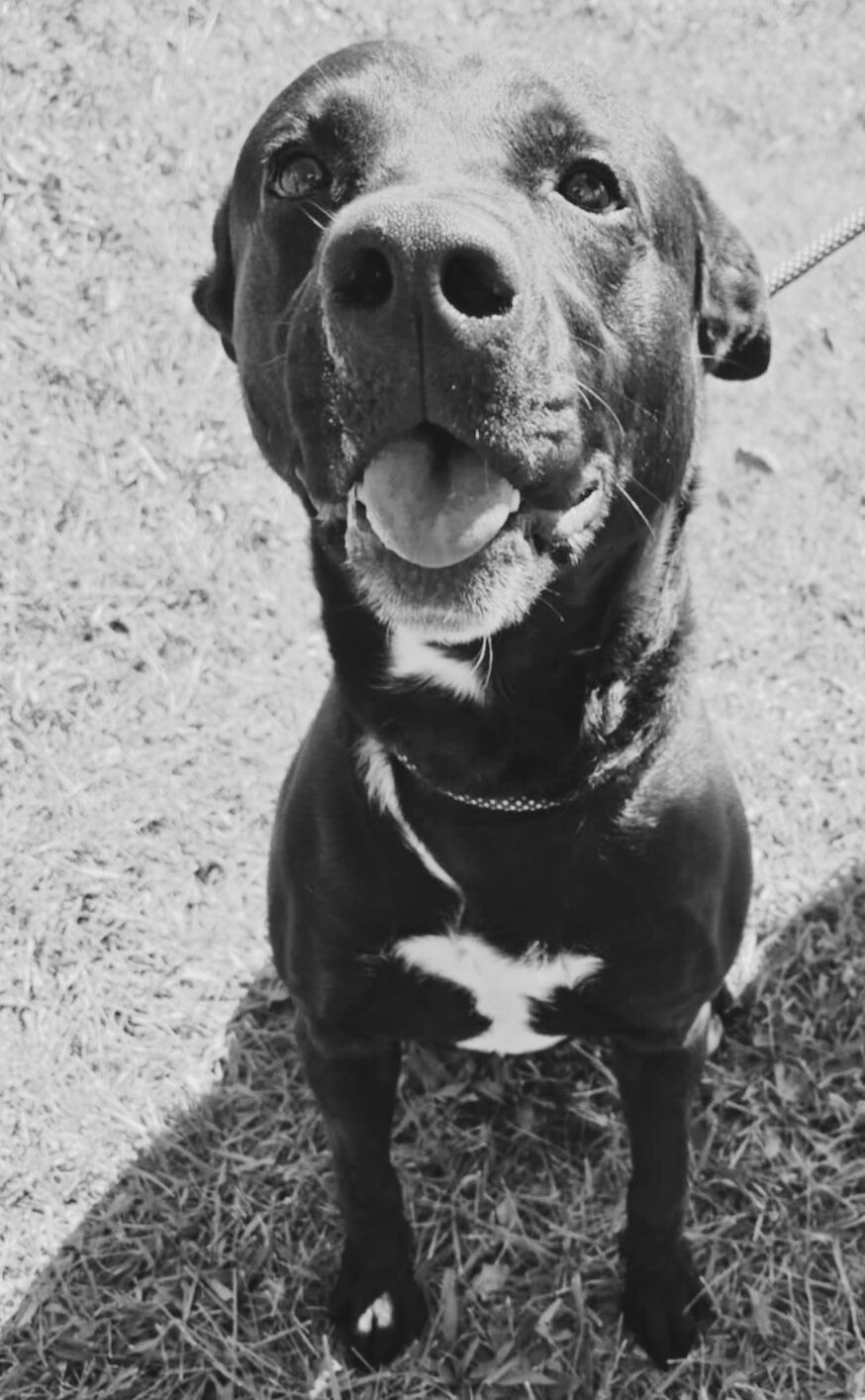 Enlarge Stark, a Adoptable mixed breed in Valparaiso, IN image 5/5