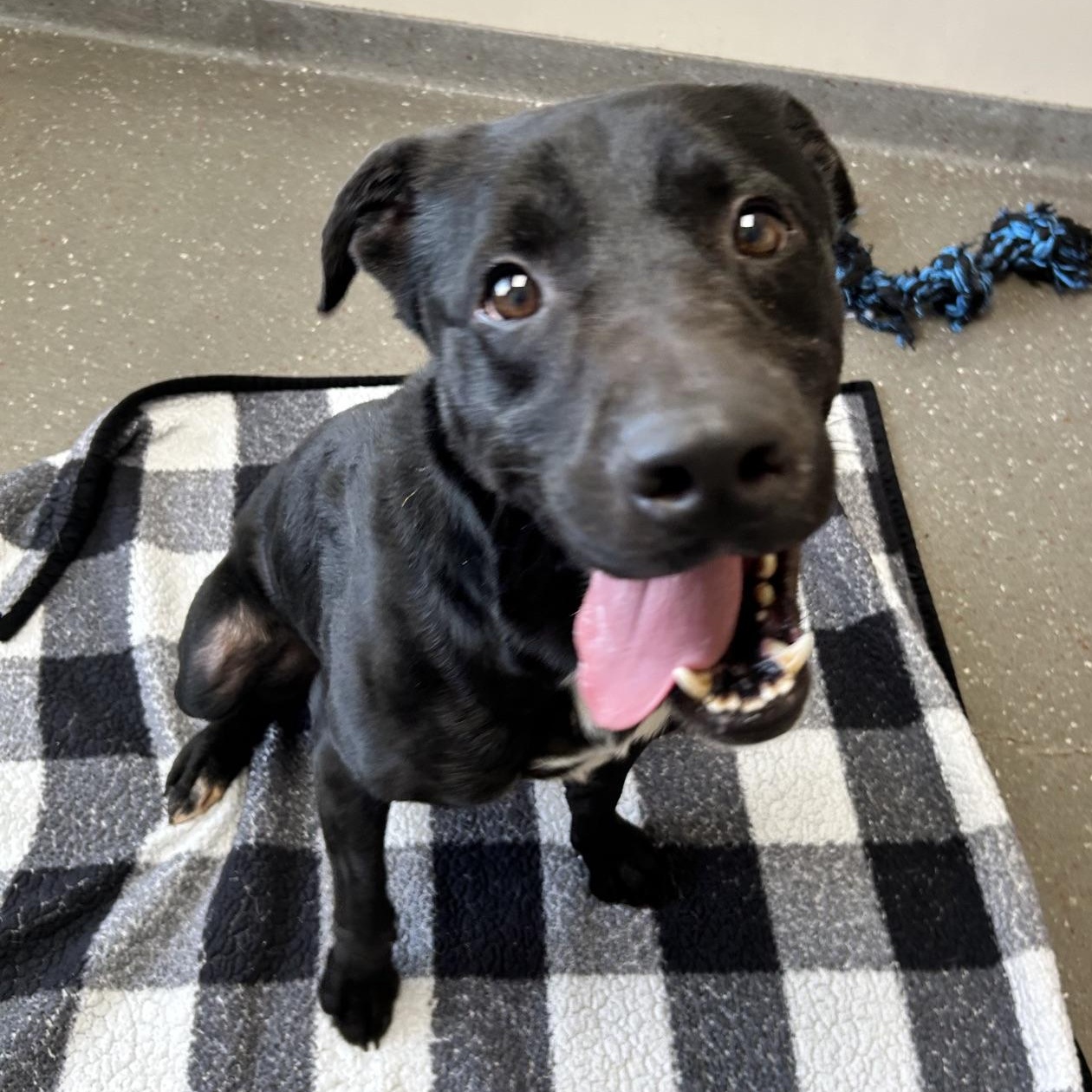 Stark, Adoptable, Adult Male Pit Bull Terrier & Labrador Retriever.