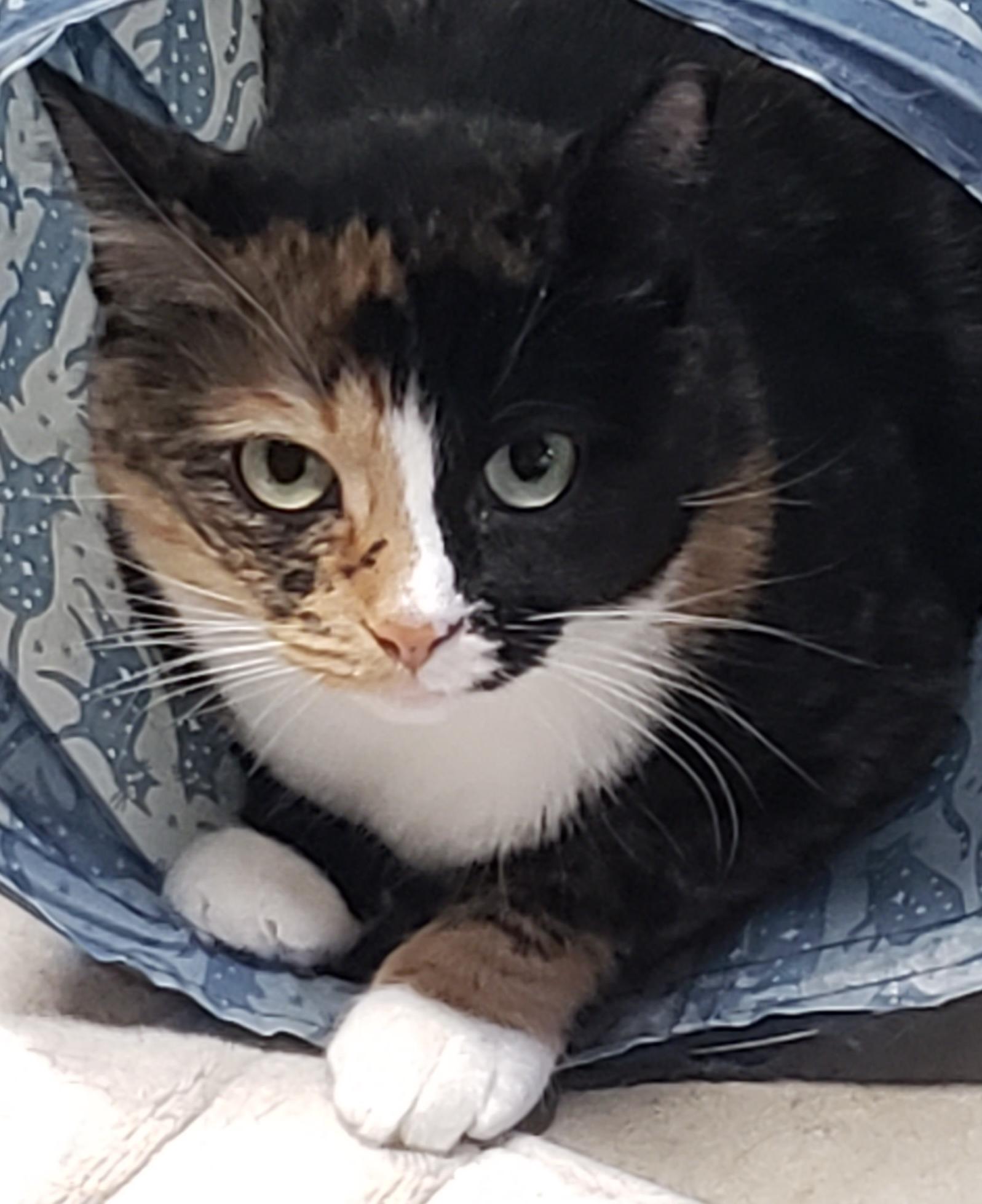 Maggie, Molly, & Cinders, Adoptable, Adult Female Domestic Short Hair.