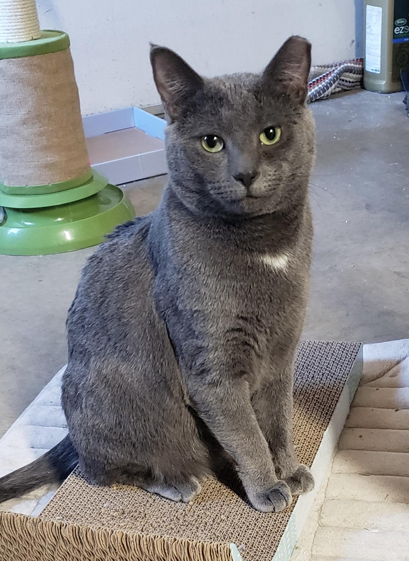 Enlarge Molly & Cinders, a Adoptable Domestic Short Hair in Seven Valleys, PA image 1/3