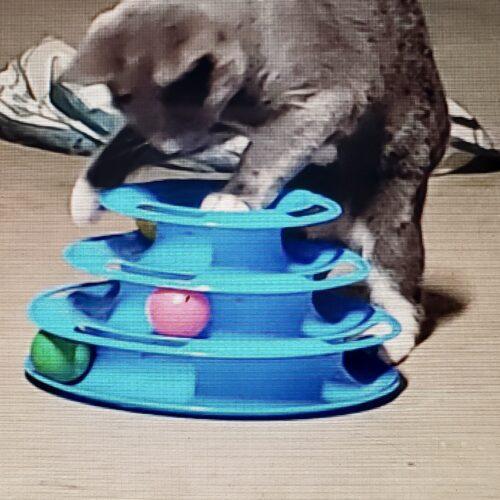 Maggie, Molly, & Cinders, Adoptable, Adult Female Domestic Short Hair.