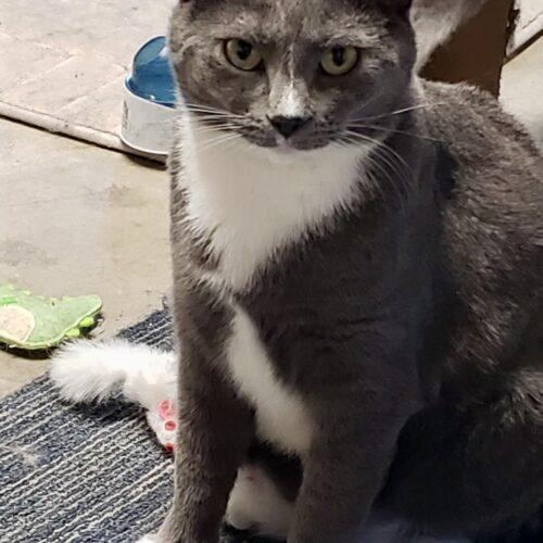 Enlarge Maggie, Molly, & Cinders, a Adoptable Domestic Short Hair in Seven Valleys, PA image 2/5