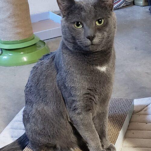 Enlarge Maggie, Molly, & Cinders, a Adoptable Domestic Short Hair in Seven Valleys, PA image 3/5