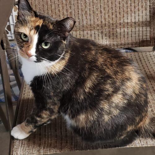 Enlarge Maggie, Molly, & Cinders, a Adoptable Domestic Short Hair in Seven Valleys, PA image 5/5