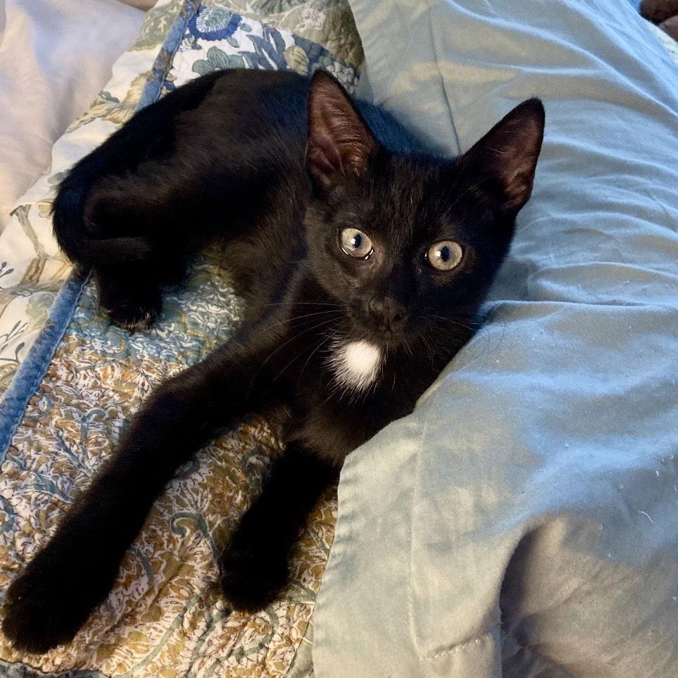 Enlarge Vito, a Adoptable American Shorthair in Flushing, NY image 1/2