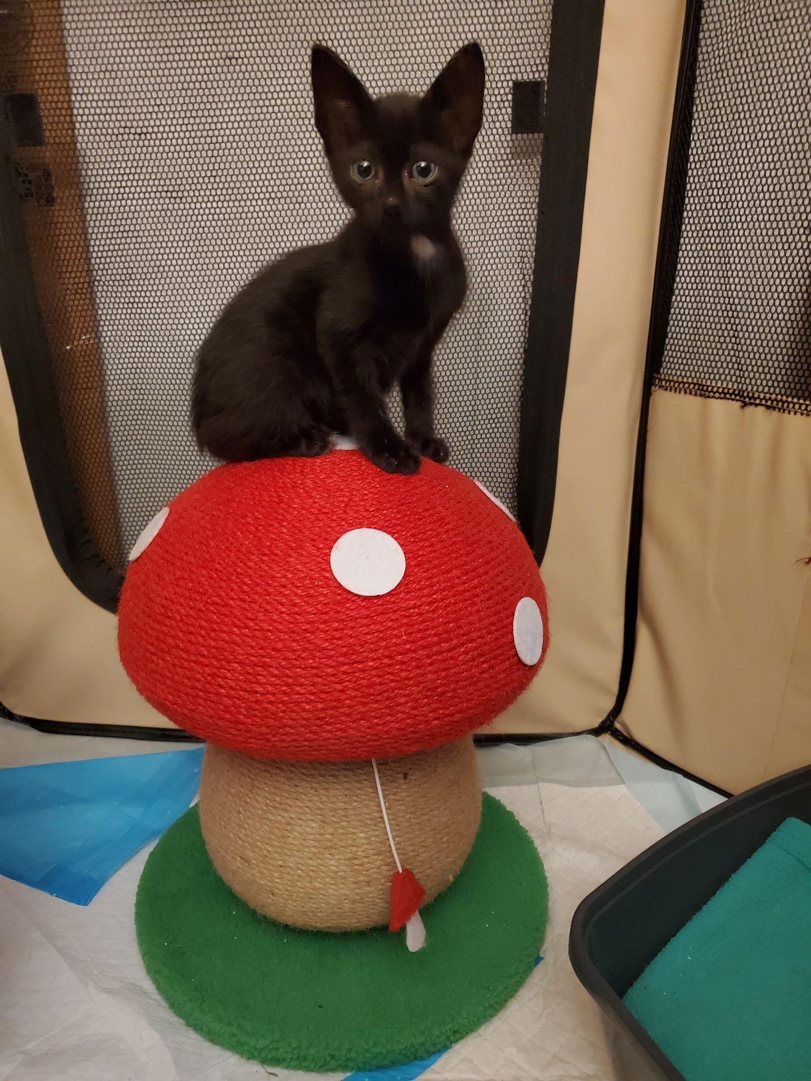 Vito, Adoptable, Kitten Male American Shorthair.