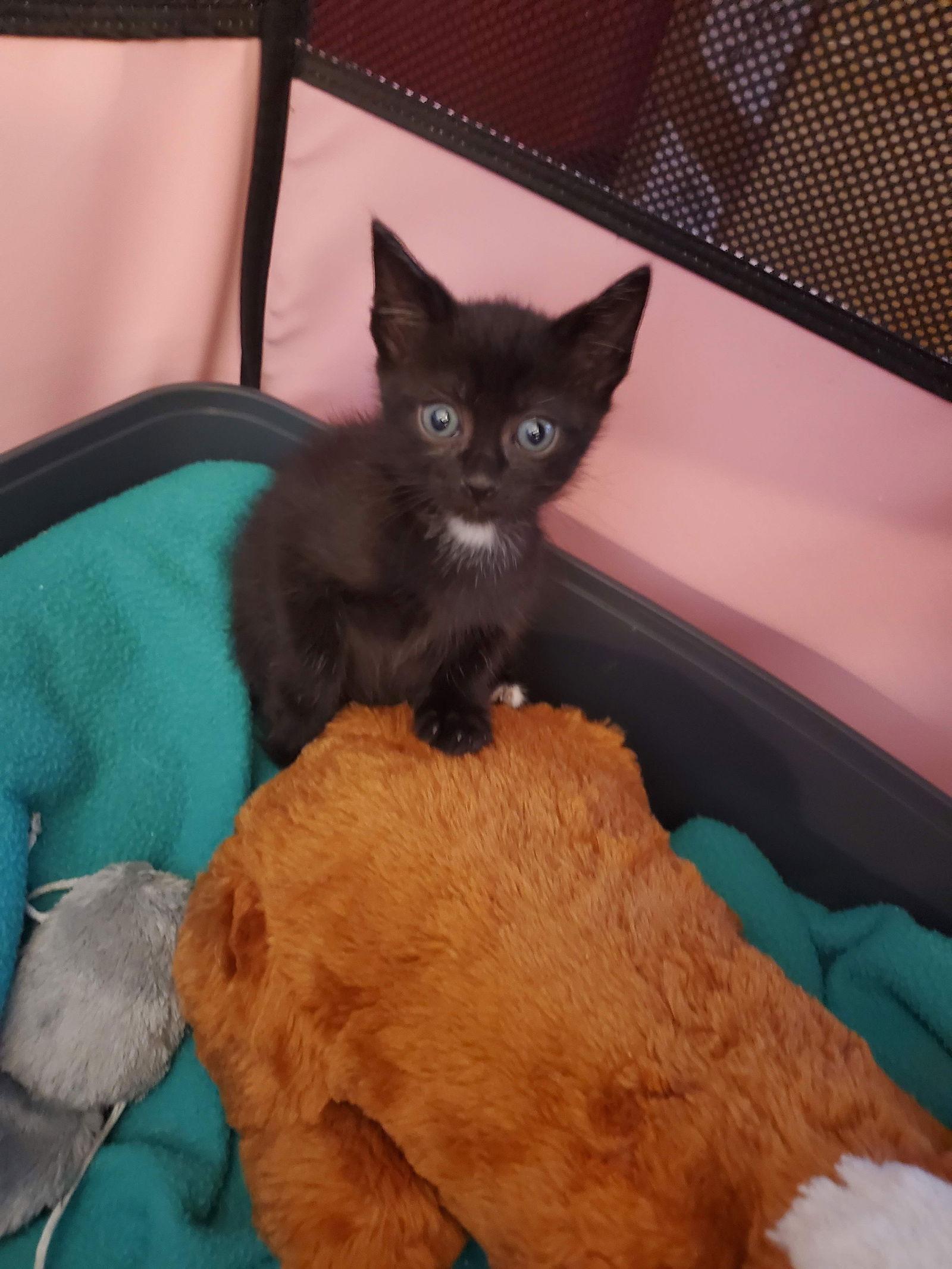 Vito, Adoptable, Kitten Male American Shorthair.