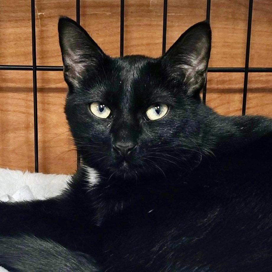 Vito, a Adoptable American Shorthair in Flushing, NY image 2/3