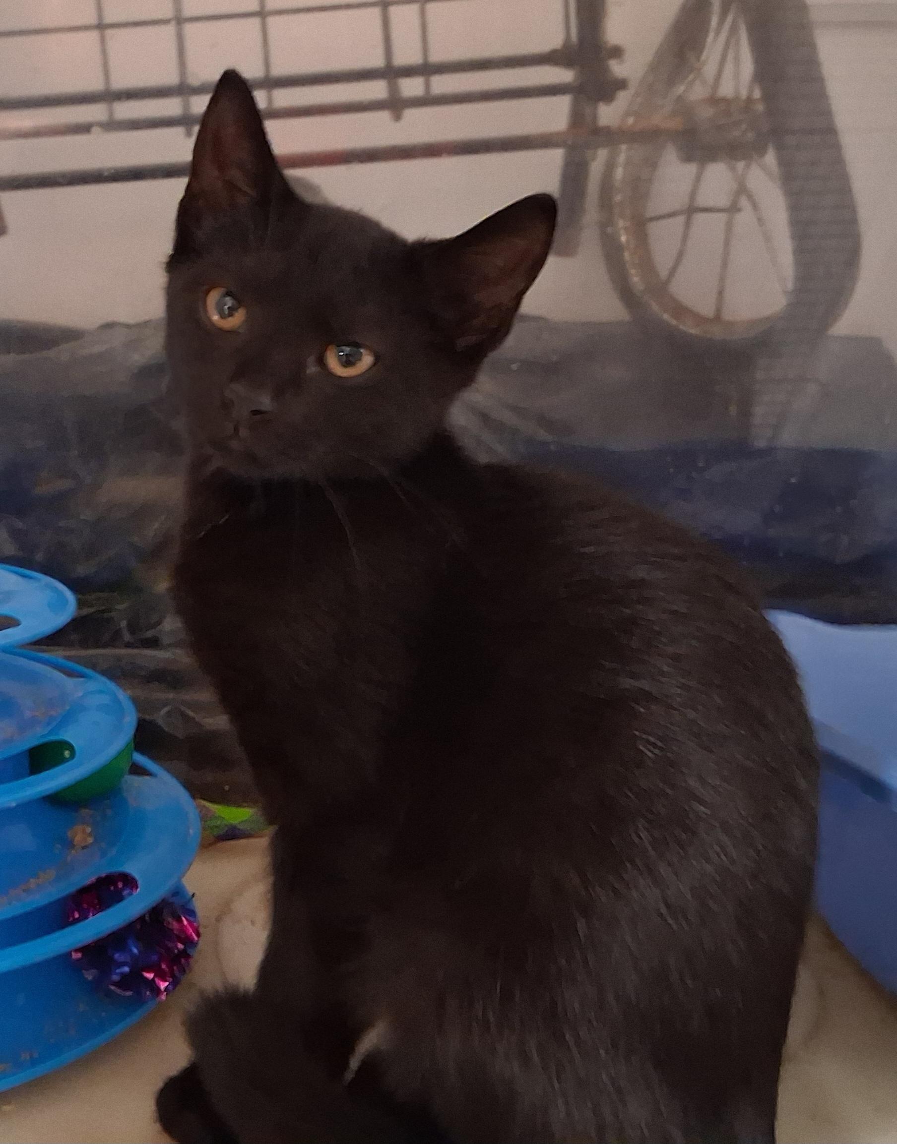 Sammie and Sad eyes, a ADOPTABLE Tabby in Bear, DE image 3/6