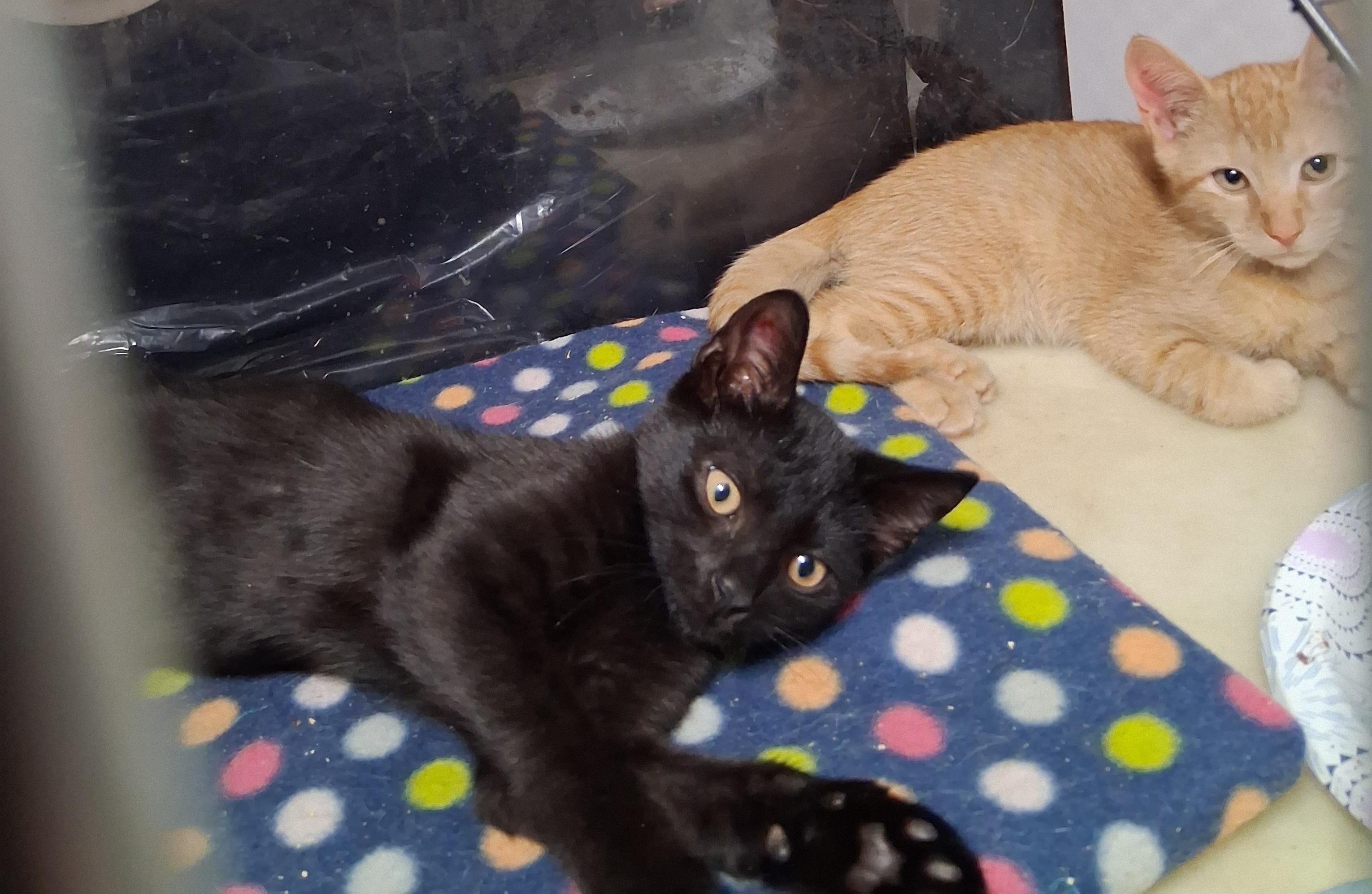 Sammie and Sad eyes, a ADOPTABLE Tabby in Bear, DE image 1/6