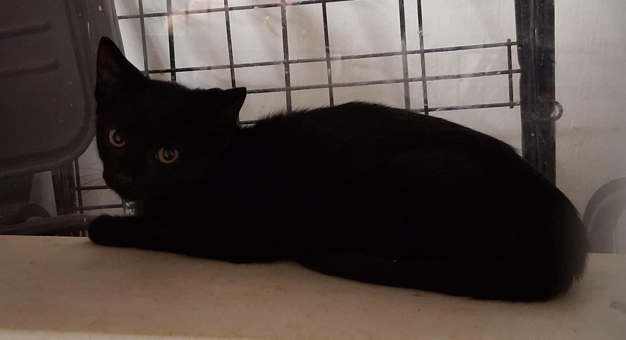 Sammie and Sad eyes, a ADOPTABLE Tabby in Bear, DE image 6/6
