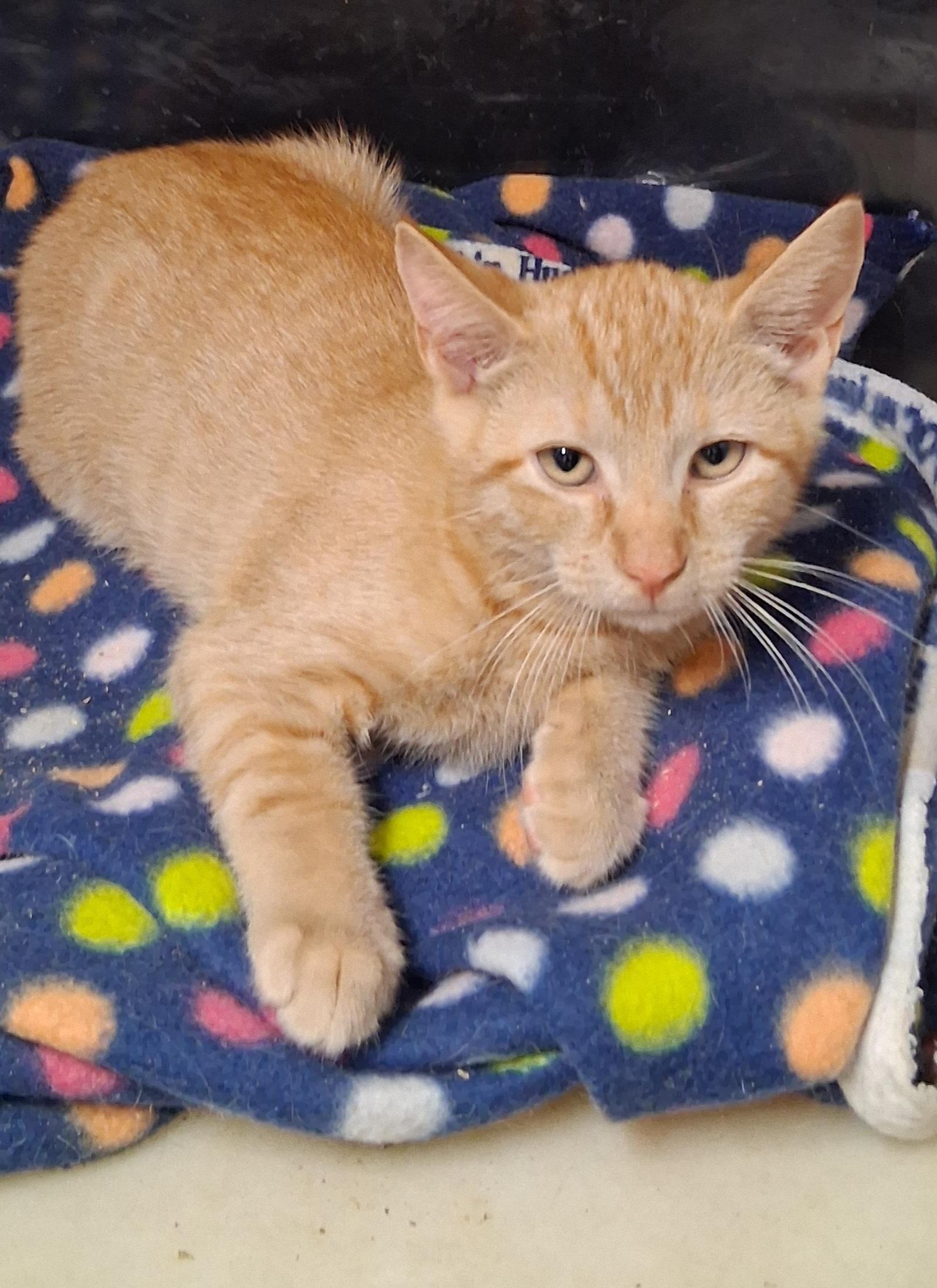 Sammie and Sad eyes, a ADOPTABLE Tabby in Bear, DE image 5/6