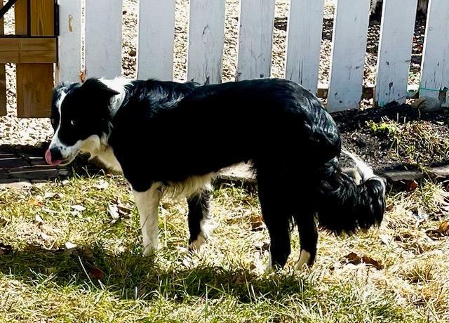 Enlarge Chloe, a Adoptable Border Collie in Didsbury, AB image 3/3