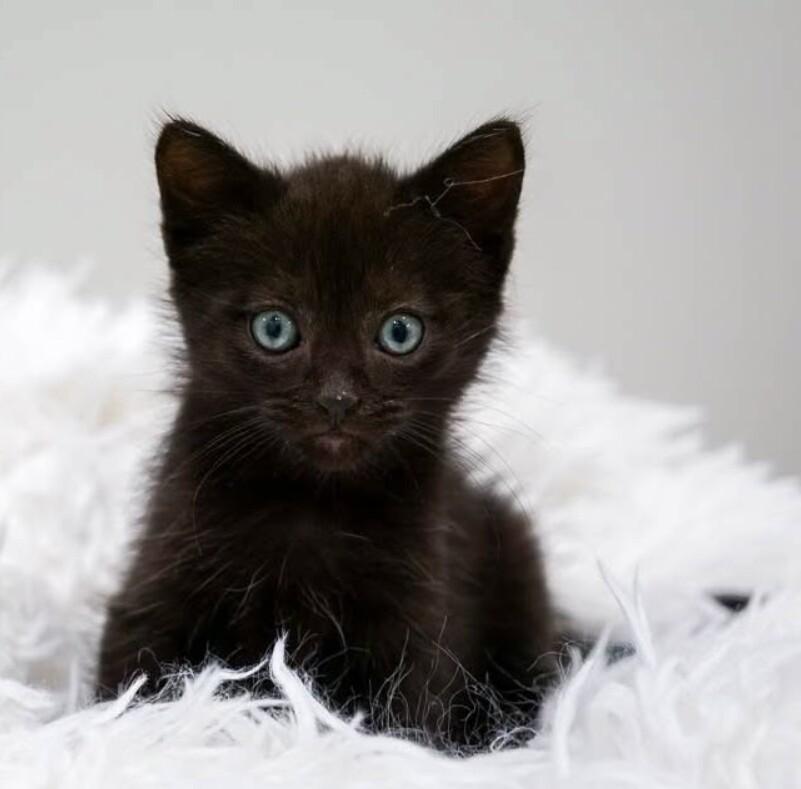 Triton, Adoptable, Kitten Male Domestic Short Hair.