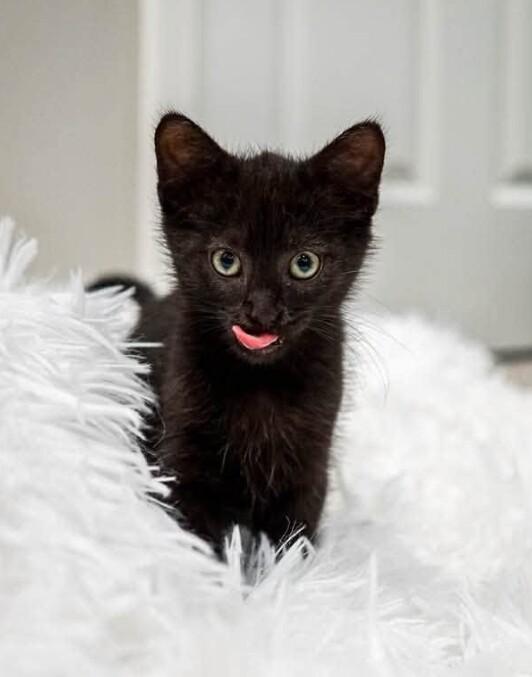 Triton, a Adoptable Domestic Short Hair in Belton, MO image 2/6