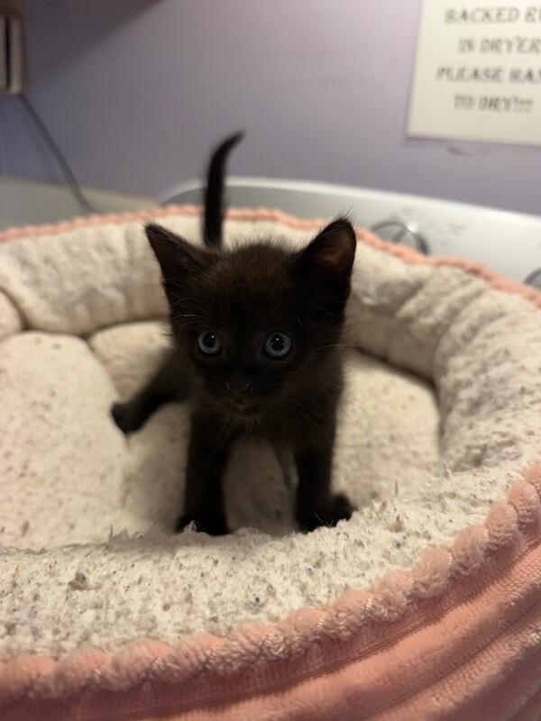 Triton, a Adoptable Domestic Short Hair in Belton, MO image 3/6