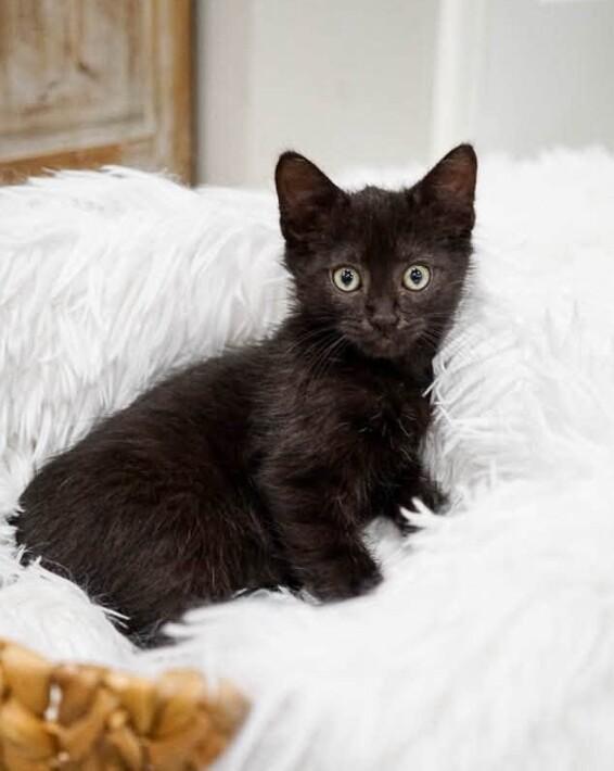 Triton, a Adoptable Domestic Short Hair in Belton, MO image 4/6
