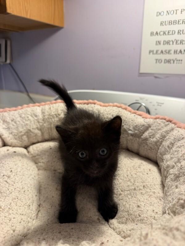 Triton, a Adoptable Domestic Short Hair in Belton, MO image 5/6