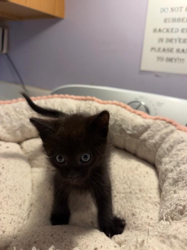 Triton, a Adoptable Domestic Short Hair in Belton, MO image 6/6