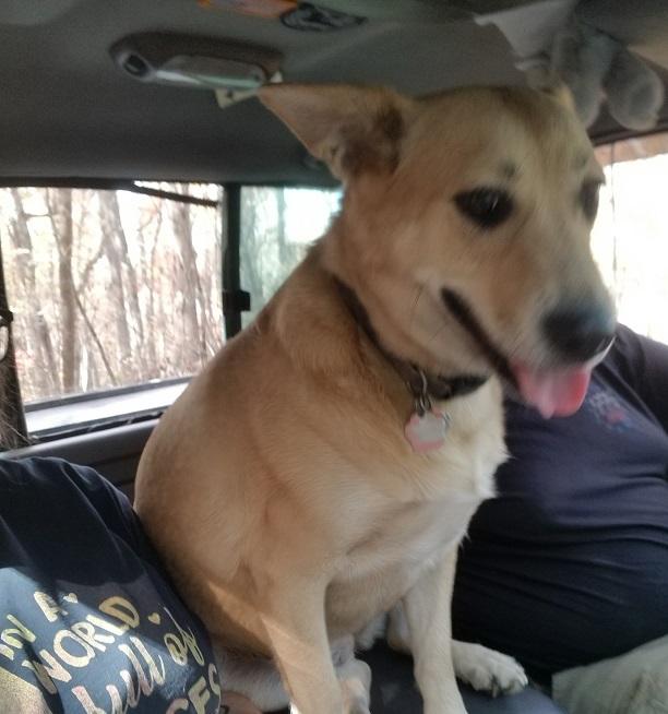 Cali - 4 year old Female Purebred Bestbuddy Carolina Dog Mix-Spayed-House Broken-Dog & Kid friendly, a Adoptable Carolina Dog in Winnsboro, SC image 2/4