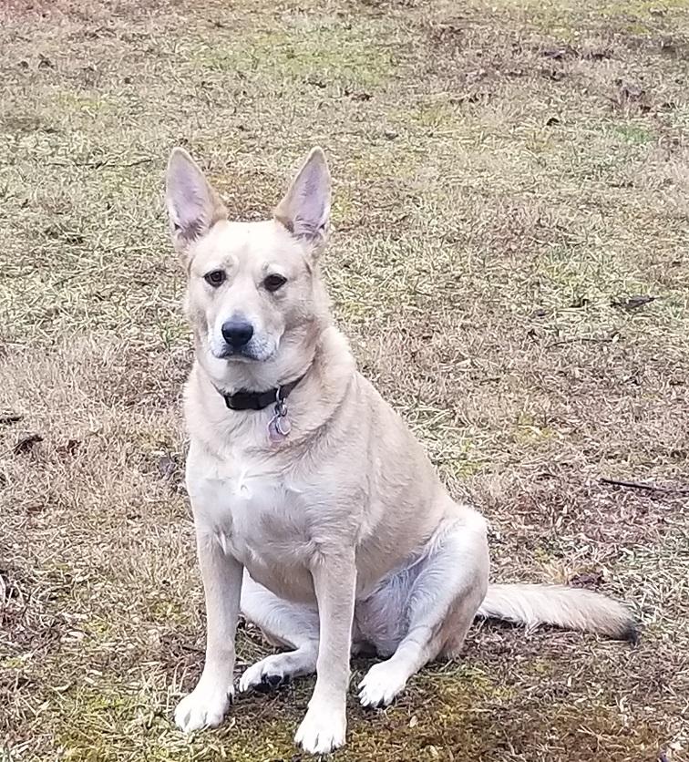 Cali - 4 year old Female Purebred Bestbuddy Carolina Dog Mix-Spayed-House Broken-Dog & Kid friendly, a Adoptable Carolina Dog in Winnsboro, SC image 3/4