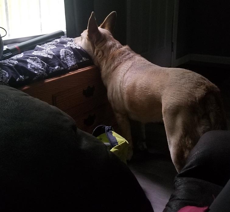 Cali - 4 year old Female Purebred Bestbuddy Carolina Dog Mix-Spayed-House Broken-Dog & Kid friendly, a Adoptable Carolina Dog in Winnsboro, SC image 4/4