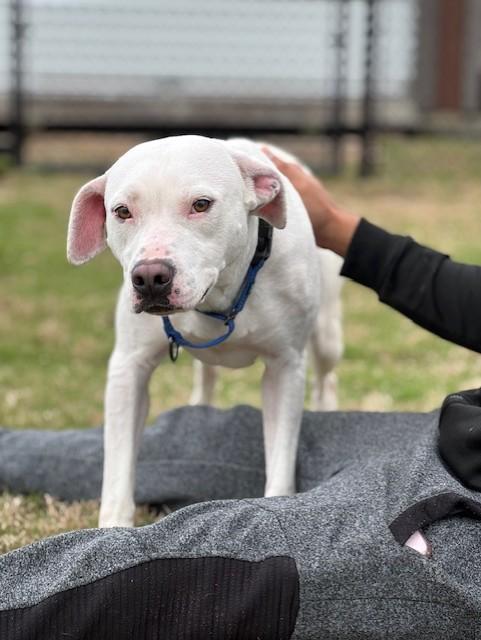 CLOVER, a ADOPTABLE mixed breed in Lynn Haven, FL image 4/4