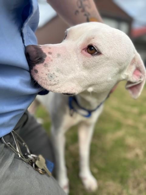 CLOVER, a ADOPTABLE mixed breed in Lynn Haven, FL image 3/4