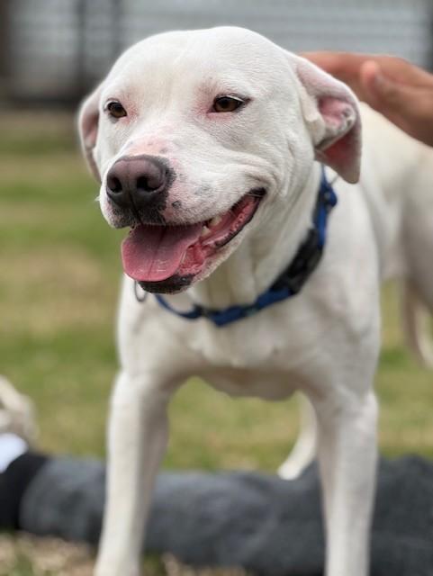 CLOVER, ADOPTABLE, Young Female Dogo Argentino.